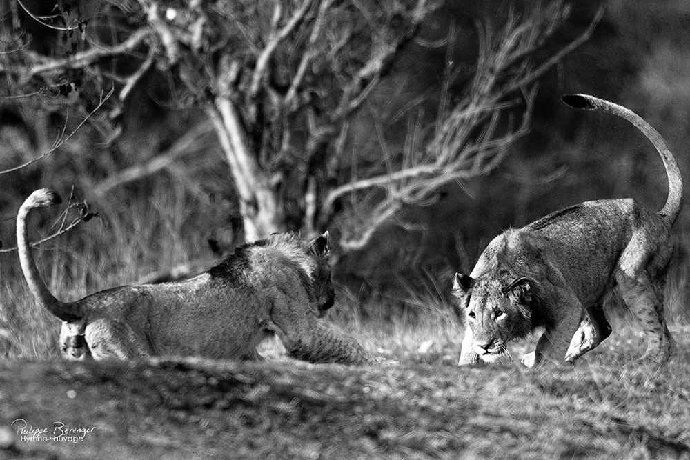 Félins africains