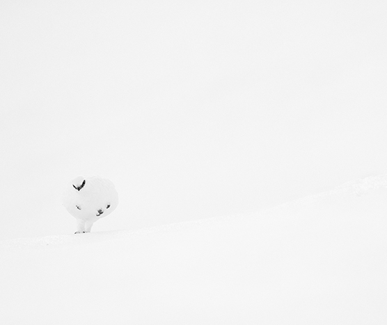 Lagopède alpin (Lagopus muta)